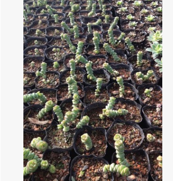 供應(yīng)多肉植物白牡丹，白美人，錢(qián)串
