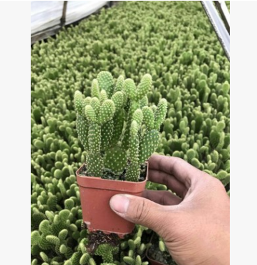 紅毛掌，黃毛掌