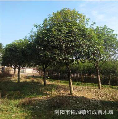 1米-1.5米高桿分支大桂花樹 直徑10-30公分精品桂花樹 金桂