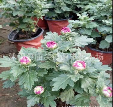 盆栽菊花 千頭菊盆栽 室內庭院花卉綠植 當年開花