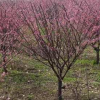 陜西杏梅樹(shù)批發(fā)河北山東新疆西藏優(yōu)質(zhì)杏梅基地直銷觀賞杏梅樹(shù)價(jià)格