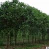基地供應(yīng)各種樸樹骨架 原生樸樹 規(guī)格齊全 工程綠化苗