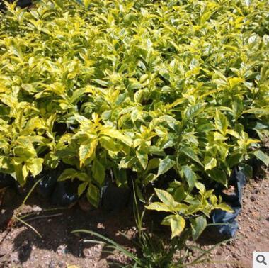 基地供應銷售連翹苗 優質連翹小苗黃花條落翹黃奇丹公園灌叢觀