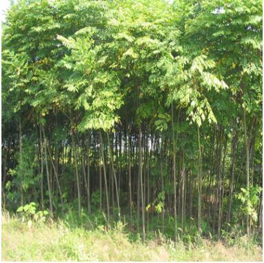 基地直銷綠化工程行道樹 黃山欒樹 批發欒樹小苗 南欒苗