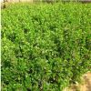 基地供應各種規格瓜子黃楊小苗綠化工程色塊綠籬苗優質小葉黃楊苗
