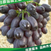 【明信園藝】大量批發巨峰葡萄苗 等多種品種葡萄苗