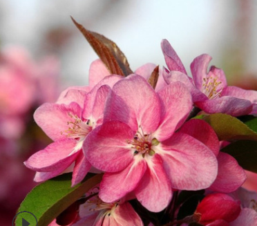 【明信園藝】本場供應西府海棠