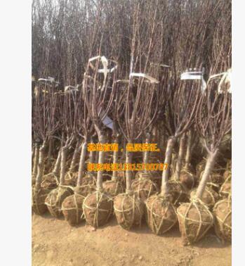 基地直銷綠化工程苗木 大小規(guī)格榆葉梅3-4公分 榆葉梅苗