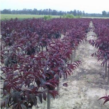 喬木 紅葉碧桃 紅葉碧桃苗木 彩色風(fēng)景樹2-5公分