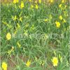 低價(jià)批發(fā)金娃娃萱草 庭院綠化 草本地被植物 萱草苗
