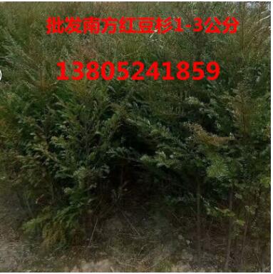 批發(fā)南方紅豆杉苗 1-3公分 裸根 成活率高