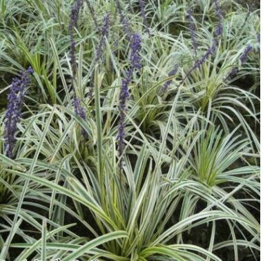 供應 金邊麥冬草 金邊闊葉麥草 工程綠化苗 花葉麥冬