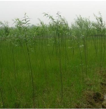 直銷垂柳苗 綠化垂柳 垂柳樹苗 綠化工程苗