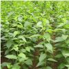 批發滋補中藥 杜仲苗 藥材苗 杜仲樹苗