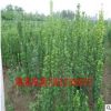 批發工程綠化苗木 北海道黃楊小苗 綠籬植物