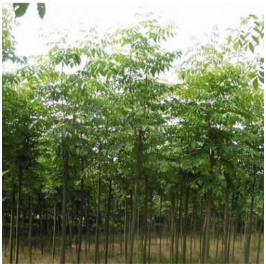 基地直銷黃山欒樹大樹苗北欒樹小苗園林綠化工程行道樹苗庭院植物