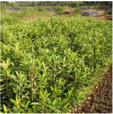 法國冬青樹苗珊瑚樹苗冬青做籬笆圍墻