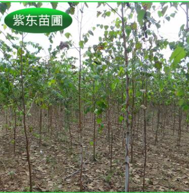長(zhǎng)期供應(yīng) 優(yōu)質(zhì)白樺樹 工程綠化叢生白樺