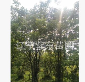 基地批發出售叢生山槐大樹成活高適合高檔小區種植現挖現賣樹苗