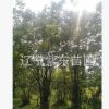 基地批發出售叢生山槐大樹成活高適合高檔小區種植現挖現賣樹苗