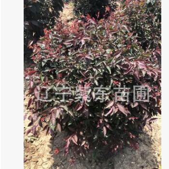 批發紅葉李球 紅葉李地球 最新彩葉樹球 適合新疆內蒙甘肅地區