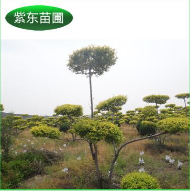 專業推薦 造型金葉榆 金葉榆專用樹種