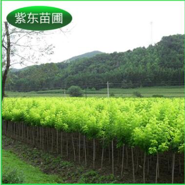 批量提供 開原金葉復葉槭接穗 金葉復葉槭接穗2.5--5公分