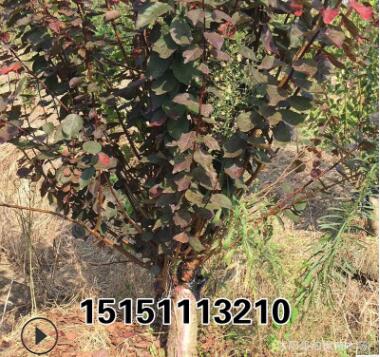 2-12公分美人梅 紅梅榆葉梅 珍珠梅綠梅工程綠化樹