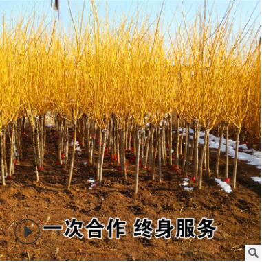 黃金槐樹批發 金枝槐樹 30-1米-1.8-2米 嫁接點