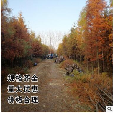 落羽杉直銷 中山柳池水 杉樹直銷 3-35公分 樹形優美成活率高