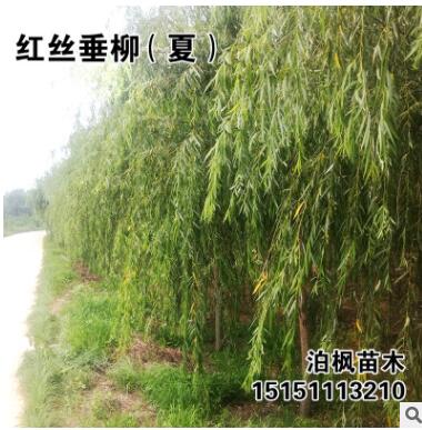 自產自銷 垂柳樹苗 竹柳樹苗 黃柳 柳樹批發價格直柳樹苗柳樹枝條