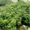 四季開花平陰大馬士革食用泡茶濃香玫瑰花苗盆栽陽臺花園花卉植物