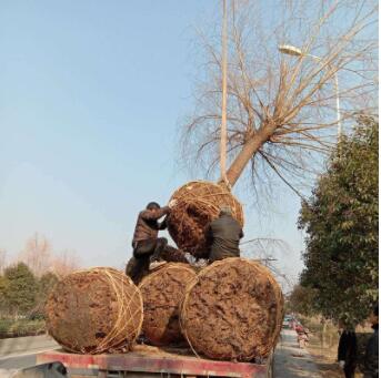 工程用苗金絲垂柳 別墅綠化垂柳柳樹 園林植物落葉性喬木柳樹