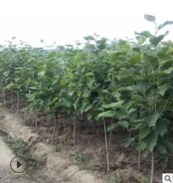 紫玉蘭樹苗嬌紅一號玉蘭苗嫁接玉蘭花苗紅玉蘭白玉蘭地栽綠化苗木