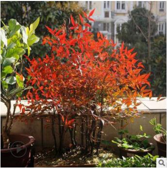 直銷批發園林植物灌木南天竹 庭院綠化盆栽觀賞花卉植物南天竹