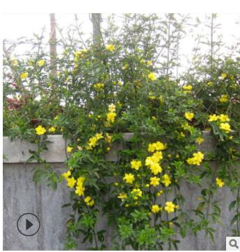 常綠性植物迎春花 露地栽培叢生形迎春花 常色葉觀植物