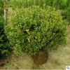 四季常青綠籬苗小葉黃楊苗 綠化苗木黃楊苗瓜子黃楊樹苗產地批發