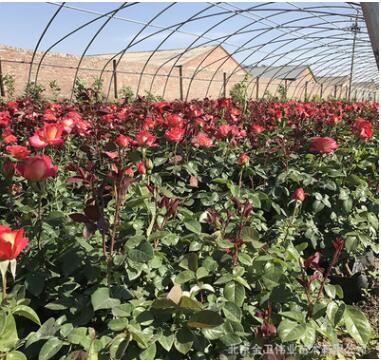 基地月季花 歐月藤本月季 爬藤月季庭院薔薇玫瑰盆栽花卉月季花卉