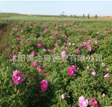 綠化工程 四季玫瑰花 紫枝玫瑰 盆栽地栽 玫瑰花盆栽 可食用玫瑰