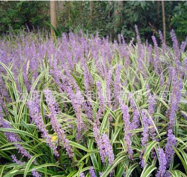 綠化苗木 金邊麥冬草 庭院地栽 麥冬草苗 公園小區(qū) 庭院