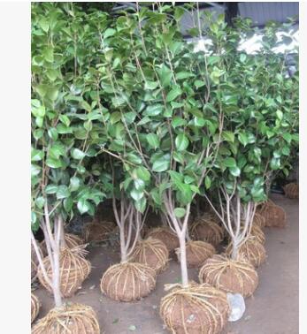 茶花 基地供應(yīng) 各種規(guī)格品種 紅露珍 福建大紅 四面珍