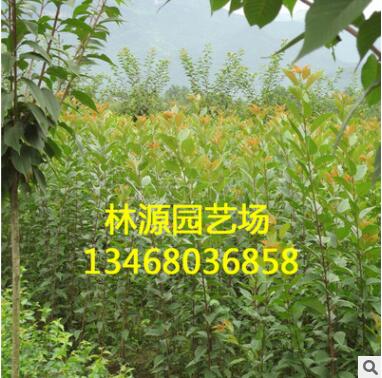 基地批發各種綠化苗 日本櫻花小苗 行道樹綠化苗基地