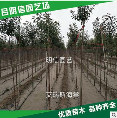 供應(yīng)優(yōu)質(zhì)苗木北美海棠 艾瑞斯海棠 冬紅海棠