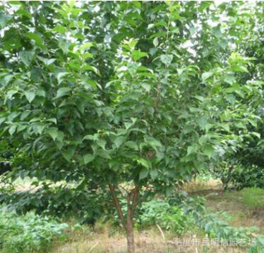 供應(yīng)1.5~3公分分枝大櫻桃樹苗