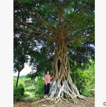 “根雕樹”認(rèn)養(yǎng) 小葉榕 景觀樹 園林景觀苗木