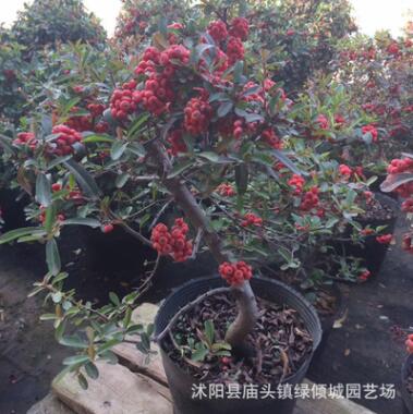 基地批發(fā)火棘盆景 火棘綠化苗 滿樹紅果高端盆景 庭院觀賞植物