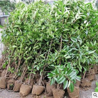 法國冬青樹苗珊瑚樹苗冬青苗工程綠化 庭院綠籬圍墻籬笆四季常青