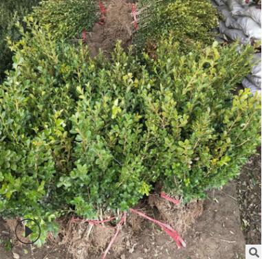 小葉黃楊批發冬青苗庭院珊瑚樹小苗 北海道黃楊苗 籬笆苗 冬青球
