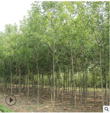 苗圃直銷白蠟樹苗 速生白蠟苗 對節白臘小苗批發綠化工程庭院樹苗