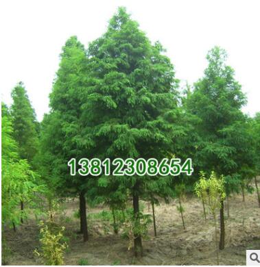 基地綠化工程小苗批發 落羽杉樹 落羽杉小苗 規格齊全